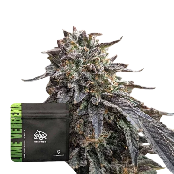 Lime Verbena | PHOTOFEM | Doja