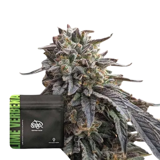 Lime Verbena