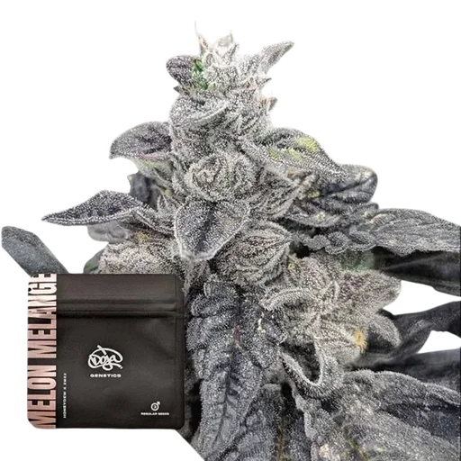 Melon Melange