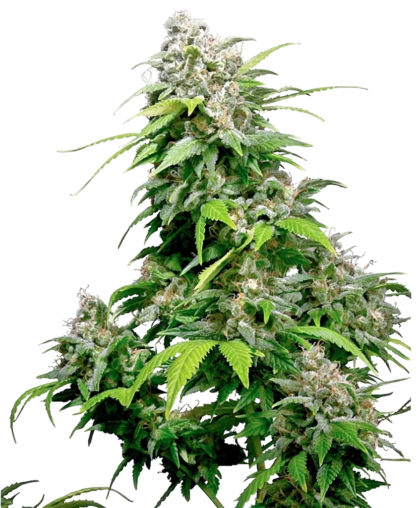 California Indica | PHOTOREG | Sensi Seeds