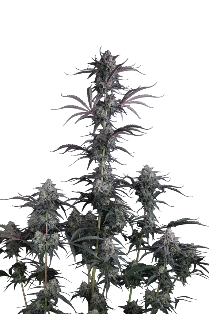Pineapple OG Auto – Produktansicht
