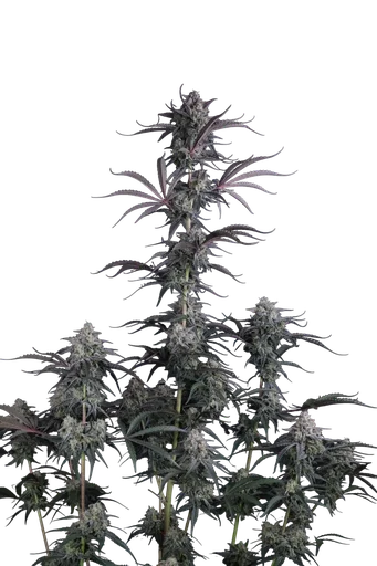 Pineapple OG Auto