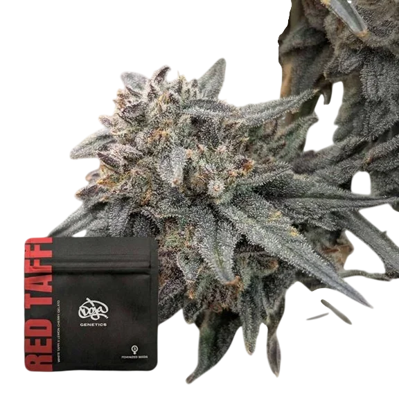 Red Taffi – Produktansicht