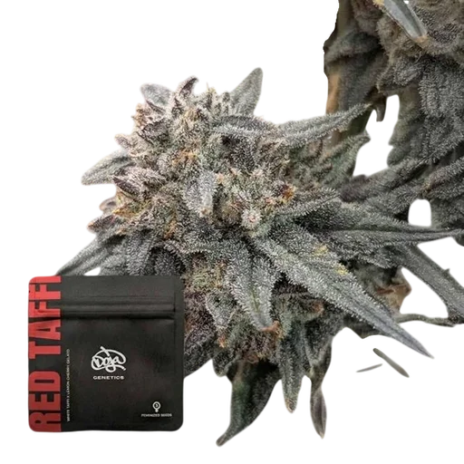 Red Taffi