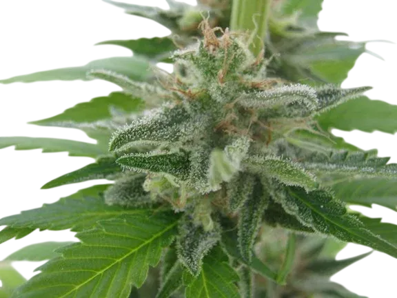 California Orange | PHOTOFEM | Tiger One Bulk