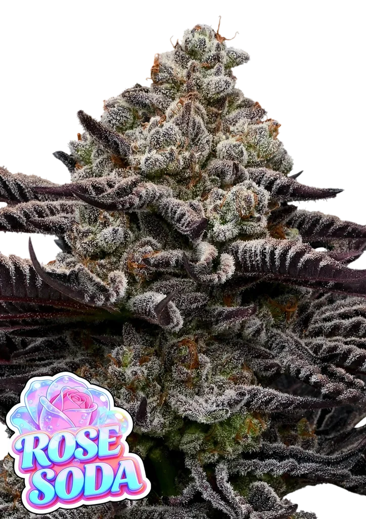 Rose Soda – Produktansicht