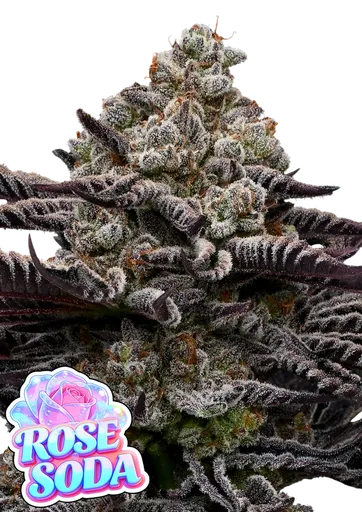 Rose Soda | PHOTOFEM | Anesia Seeds