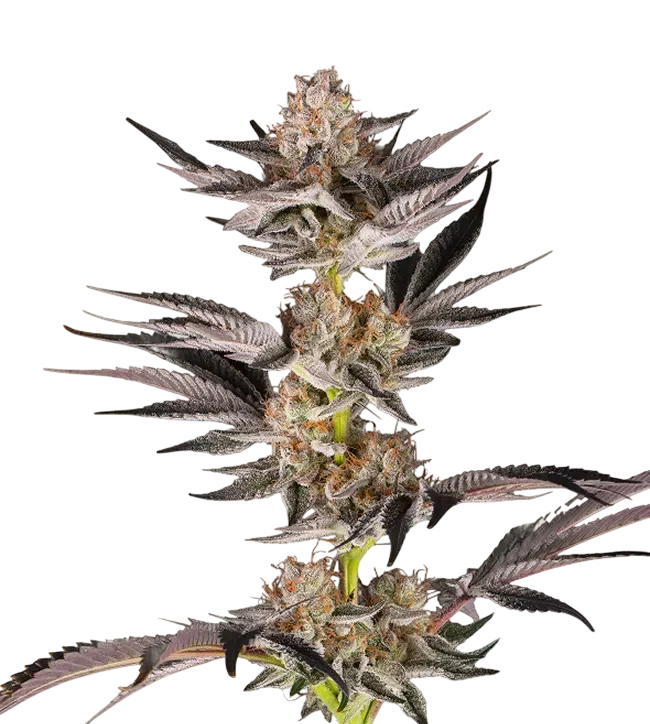 RS11 x Banana OG | PHOTOFEM | Barneys Farm