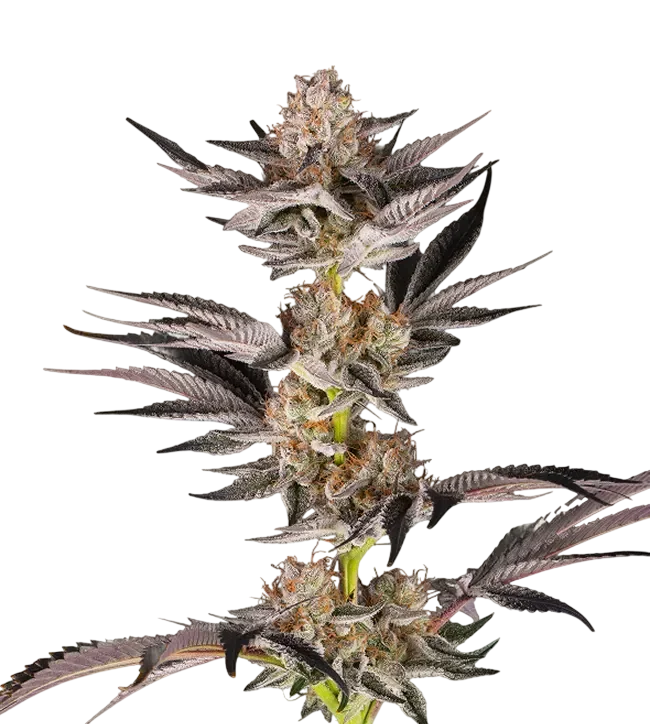 RS11 x Banana OG | PHOTOFEM | Barneys Farm
