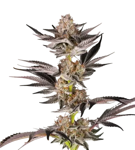 RS11 x Banana OG