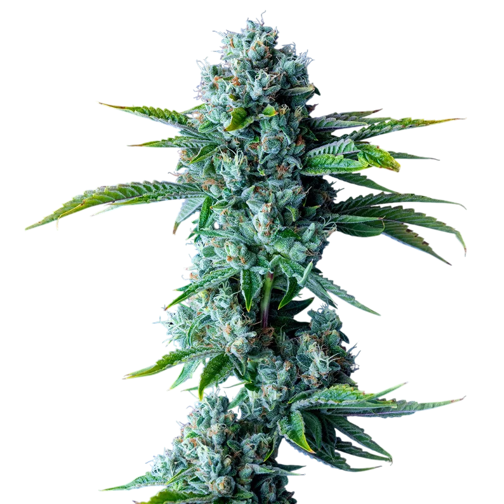 Skywalker Kush | PHOTOFEM | DNA Genetics