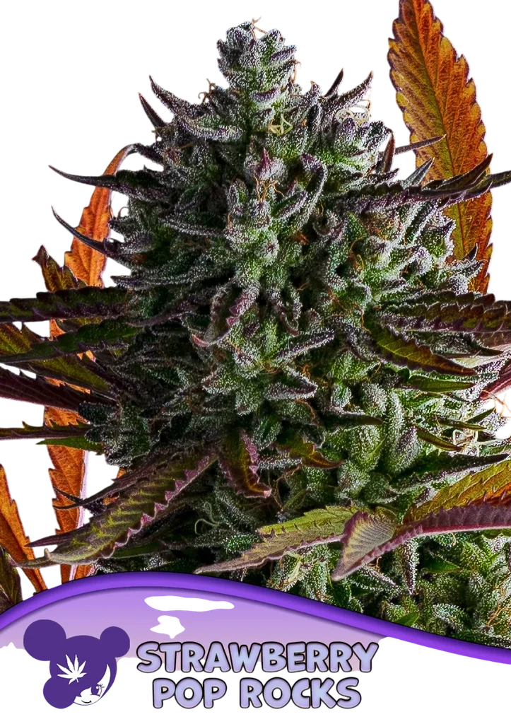 Strawberry Pop Rocks – Produktansicht