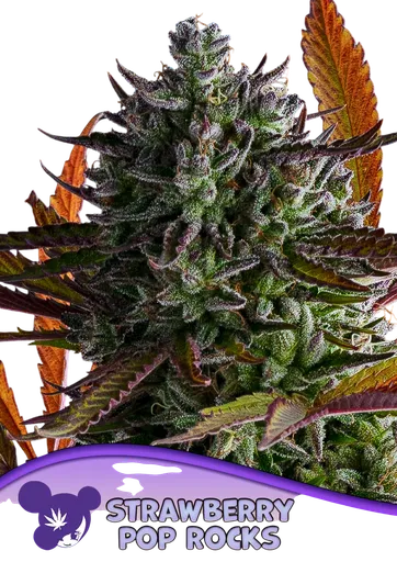 Strawberry Pop Rocks | PHOTOFEM | Anesia Seeds