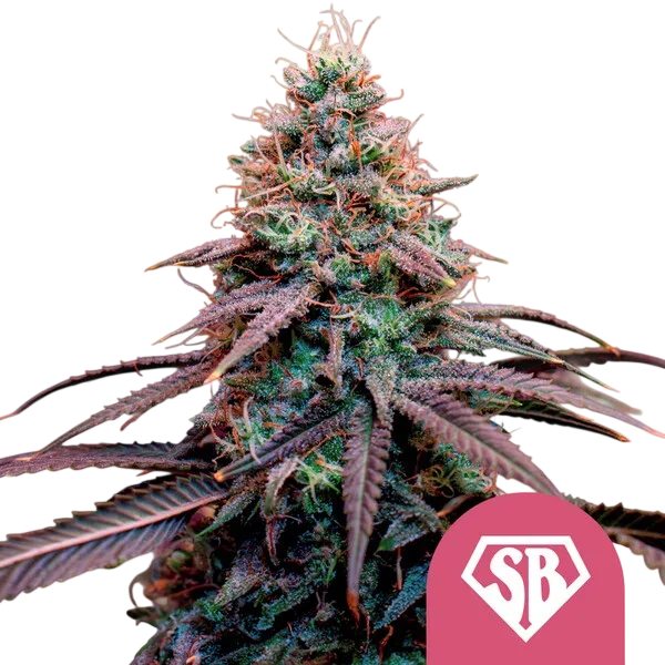 Super Boof | PHOTOFEM | Royal Queen Seeds