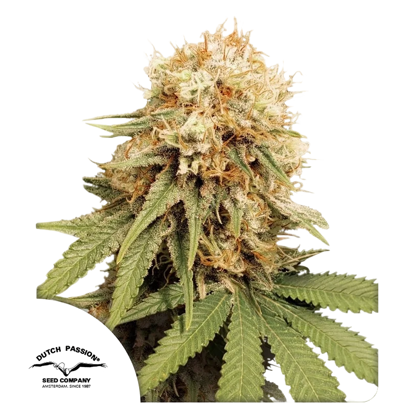 White Widow | PHOTOFEM | Dutch Passion