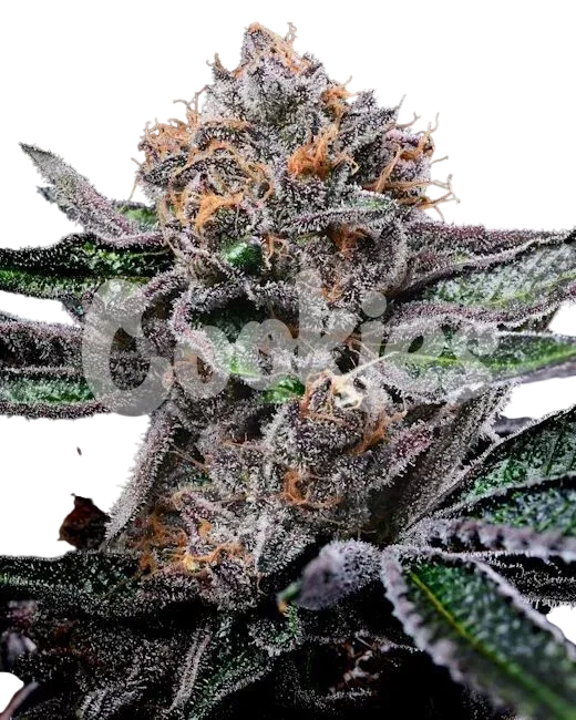 Candy Candy | PHOTOFEM | Cookies Seed Bank