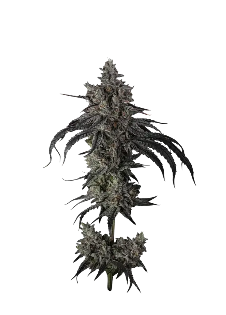 Zoda | PHOTOFEM | Umami Seed Co.