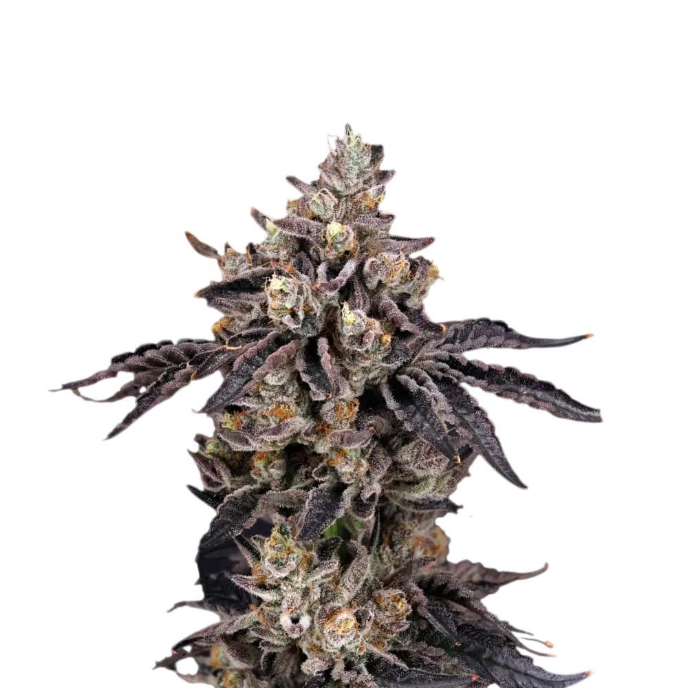 Bens & Cherry | PHOTOFEM | Nine Weeks Harvest