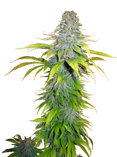 Candy Cream | PHOTOFEM | Tiger One Bulk