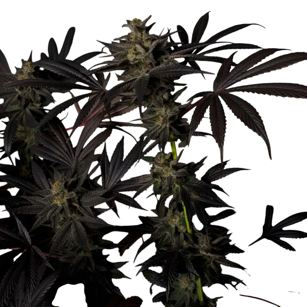 Black Mamba #42 | PHOTOFEM | Doctors Choice