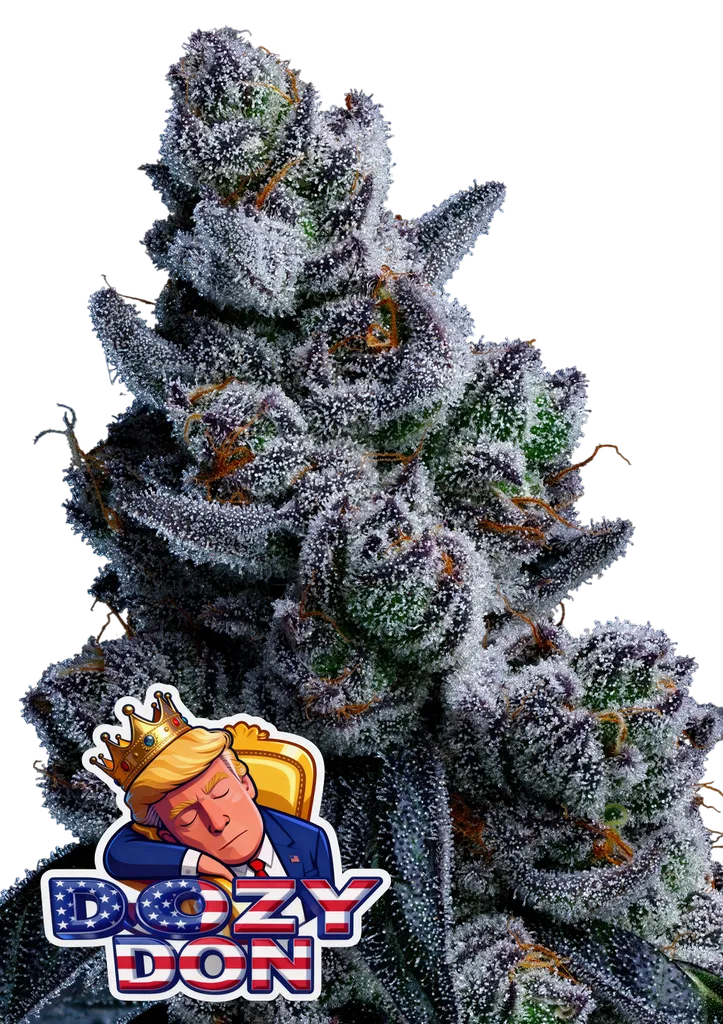 Dozy Don | PHOTOFEM | Anesia Seeds