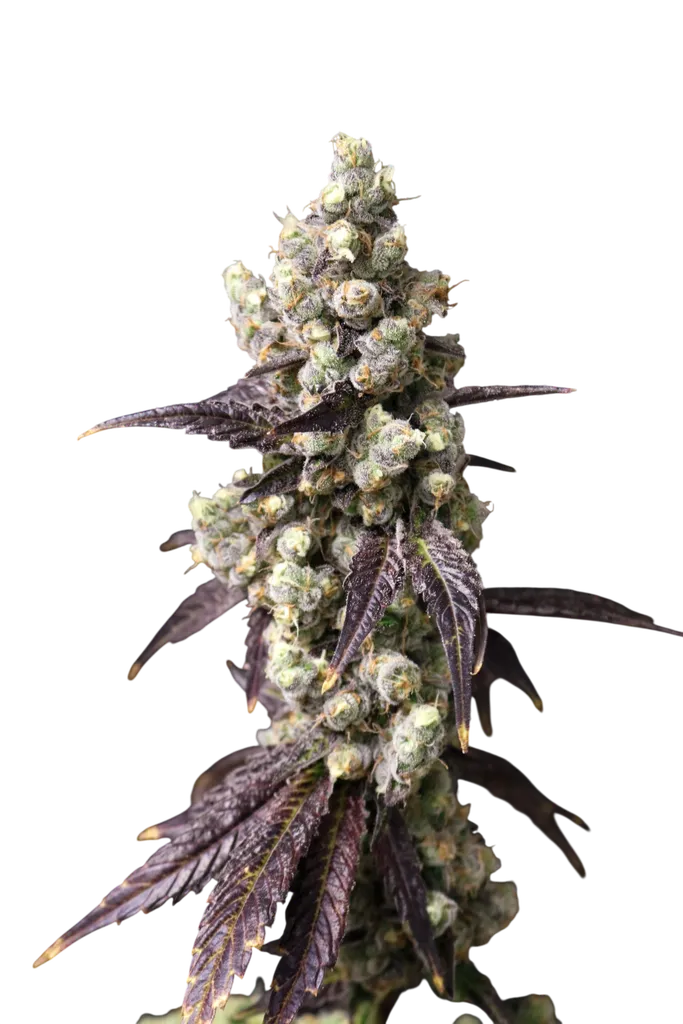 Cajun Quake | PHOTOFEM | Lovin In Her Eyes