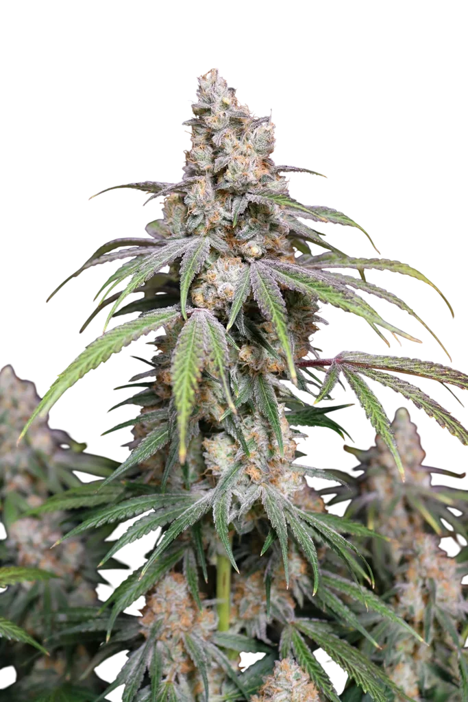 Funkberry Kush 2.0 | PHOTOFEM | Lovin In Her Eyes