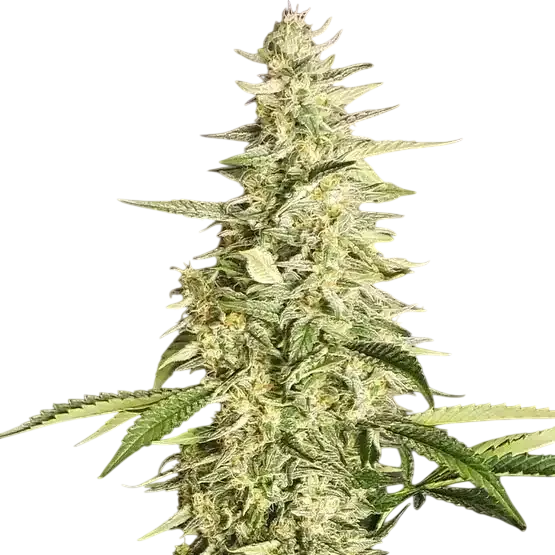 Inzane Auto | AUTOFEM | Ethos Genetics
