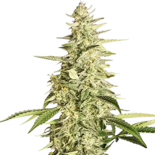 Inzane Auto | AUTOFEM | Ethos Genetics