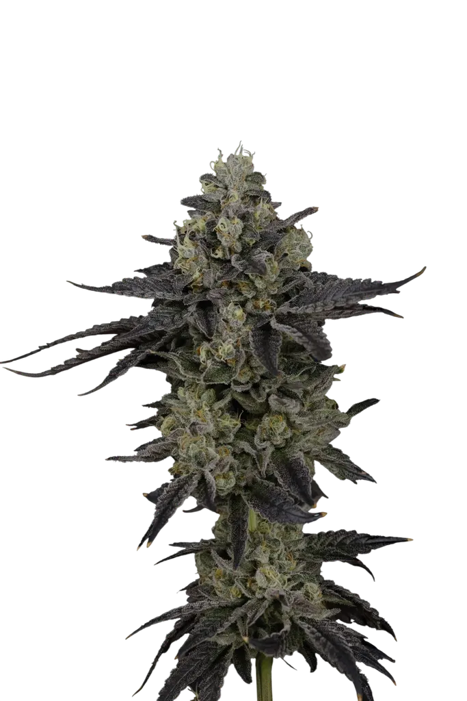 Lychee | PHOTOFEM | Nine Weeks Harvest