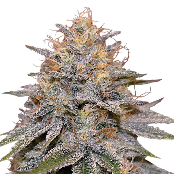Orange Frappe | PHOTOFEM | G13 Labs