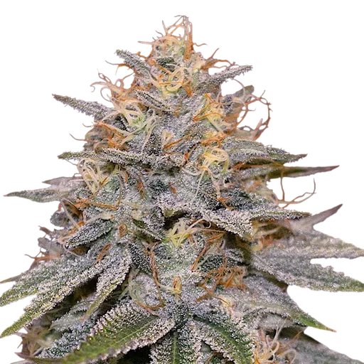 Orange Frappe