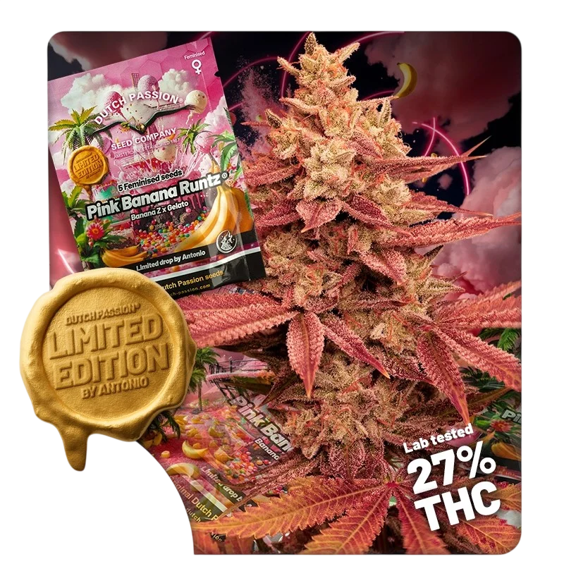 Pink Banana Runtz – Produktansicht