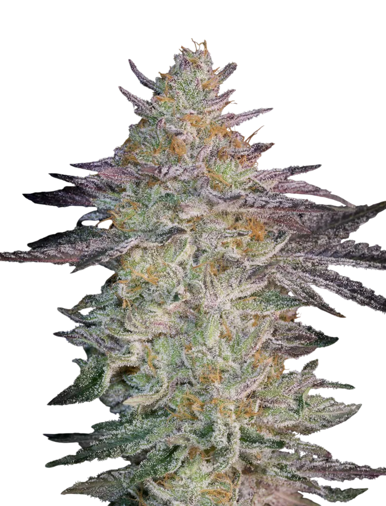 Super Banana Mango | PHOTOFEM | Greenhouse Seed Co.