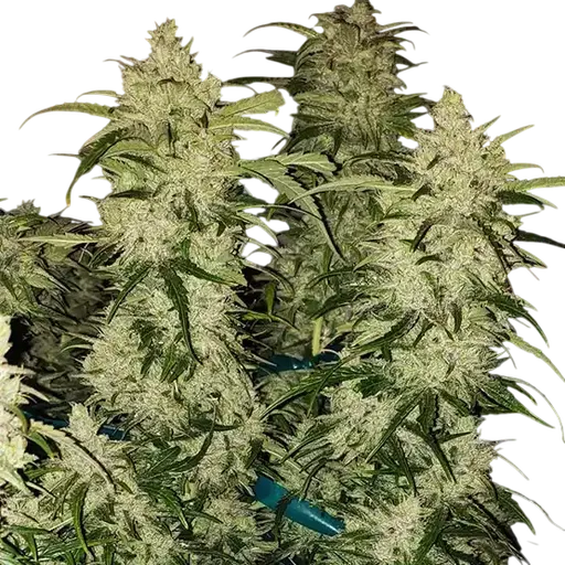 Zweet RBX2 Auto | AUTOFEM | Ethos Genetics