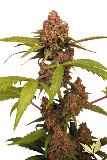 Banana Purple Auto