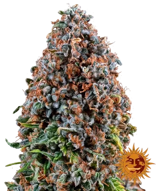 Critical Kush | PHOTOFEM | Barneys Farm