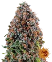 Critical Kush | PHOTOFEM | Barneys Farm