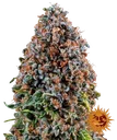 Critical Kush | PHOTOFEM | Barneys Farm