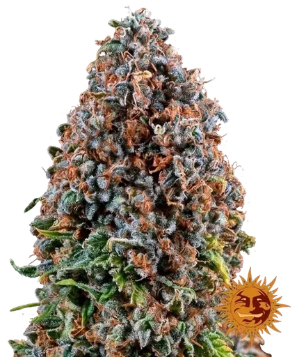 Critical Kush