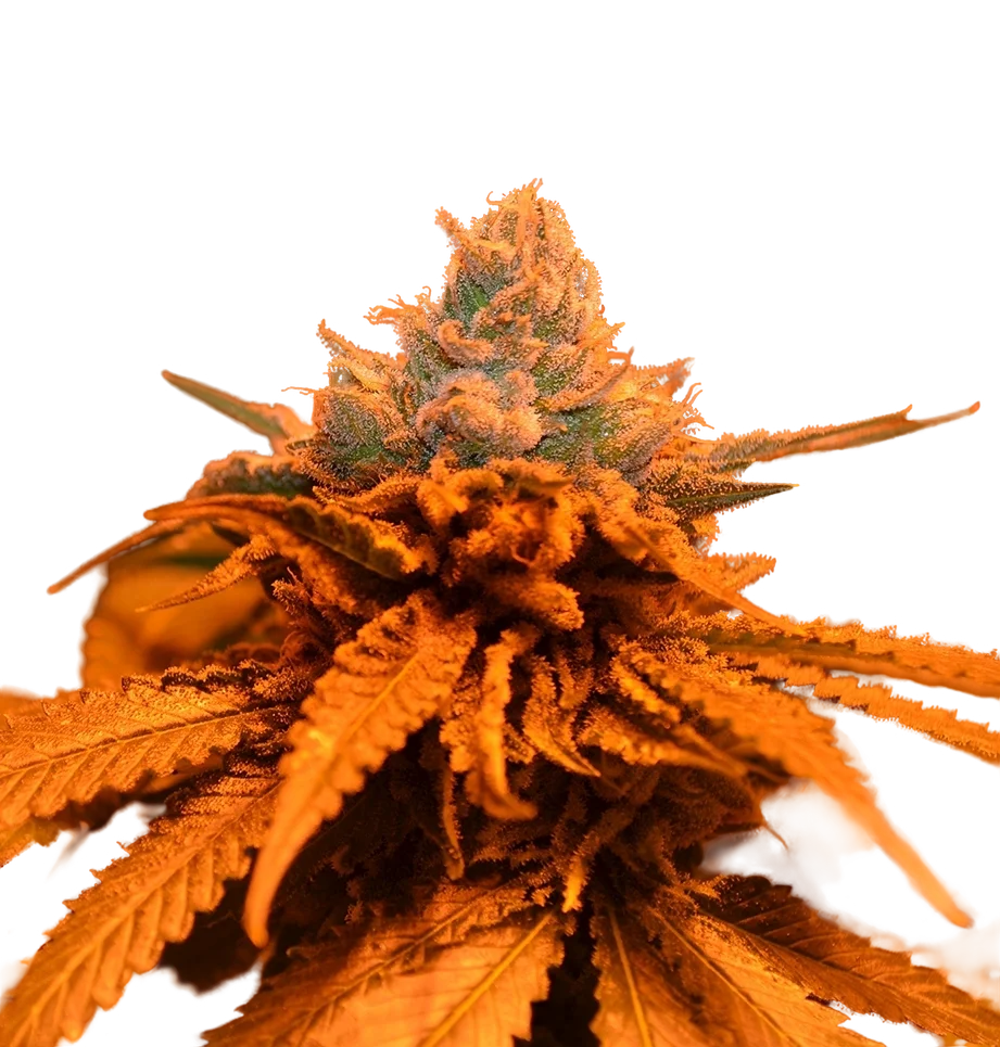 Candyland | PHOTOFEM | Grand Daddy Genetics