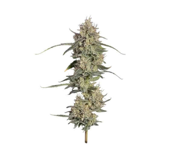 Chem Cookies Auto – Produktansicht