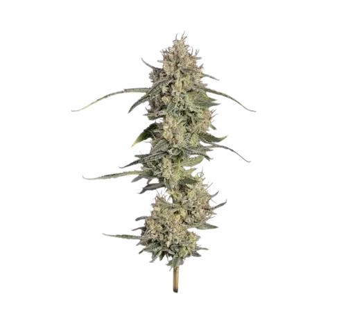 Chem Cookies Auto
