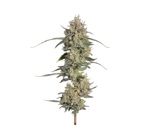Chem Cookies Auto