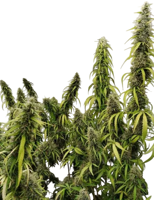 Colossus | PHOTOFEM | Ace Seeds