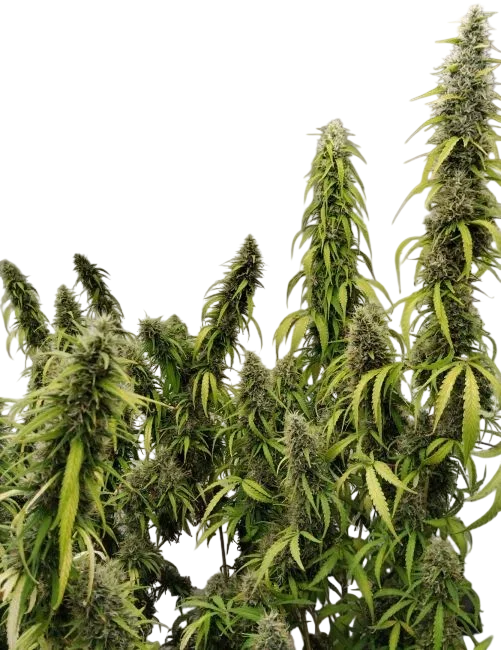 Colossus | PHOTOFEM | Ace Seeds