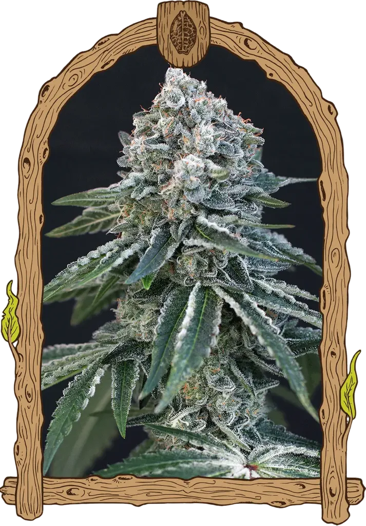 Death Roll | PHOTOFEM | Exotic Seed
