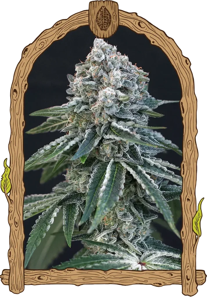 Death Roll | PHOTOFEM | Exotic Seed