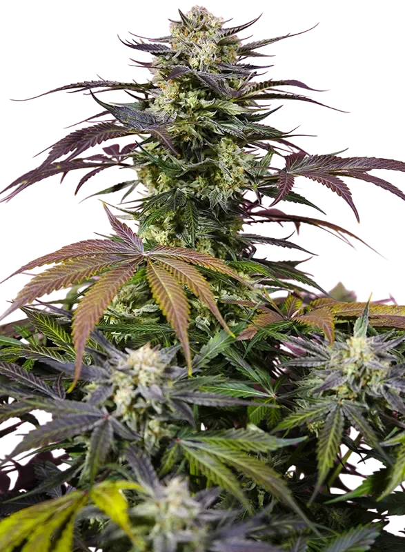 Gelonade | PHOTOFEM | Sweet Seeds