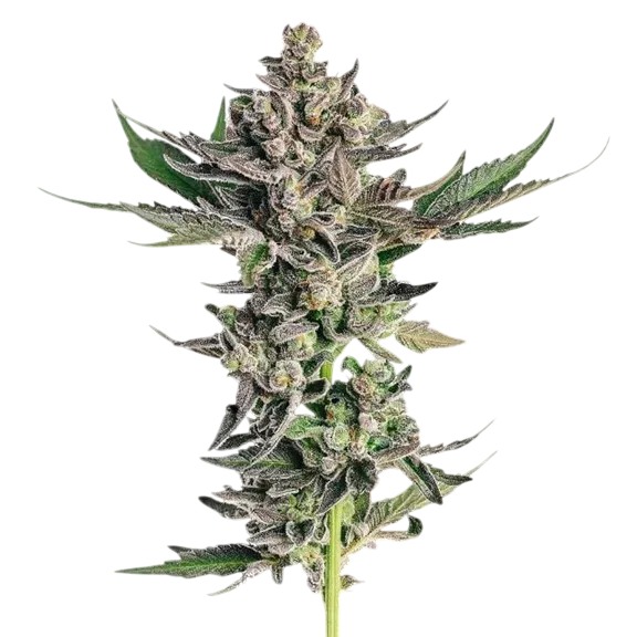 Grapes & Cream | PHOTOFEM | Seedsman